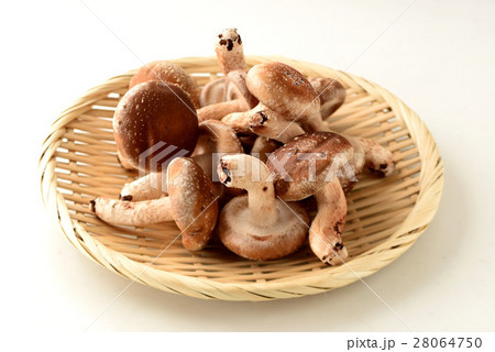 椎茸 28064750