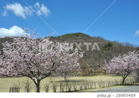 三毳山と河津桜 28065489