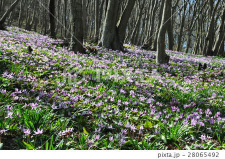 三毳山のカタクリ 三毳山のカタクリ 28065492