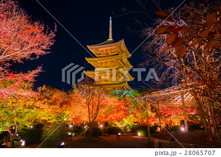 京都 東寺の紅葉 夜景 京都 東寺の紅葉 夜景 28065707