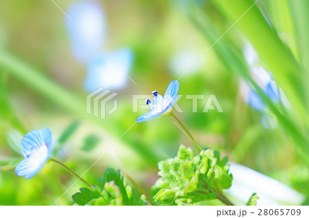 オオイヌノフグリ・オシベとメジベ オオイヌノフグリ・オシベとメジベ 28065709