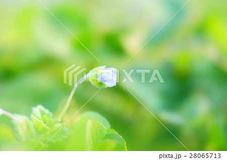 オオイヌノフグリ 28065713