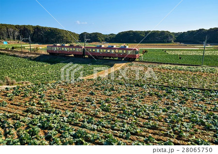 千葉県　銚子電鉄　キャベツ畑と列車 28065750
