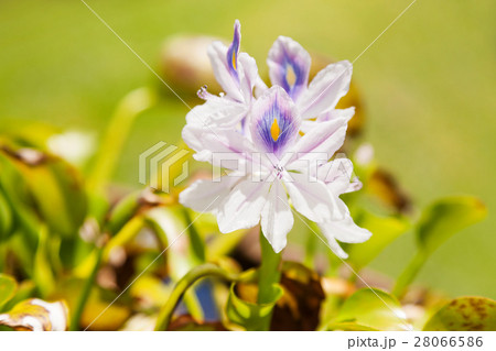 Beautiful white orchids among green leaves. 28066586