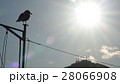 カモメと函館山1 28066908