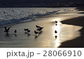 カモメと夕暮れ時の海辺 28066910