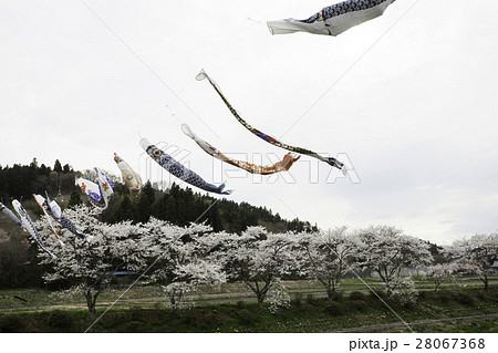千本桜と鯉のぼり 28067368