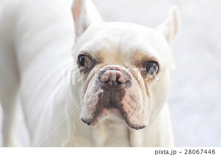 absent minded French bulldog or  French bulldog 28067446