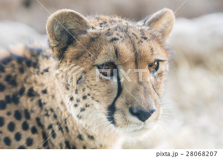 チーターのまなざし A Leopard Staresの写真素材