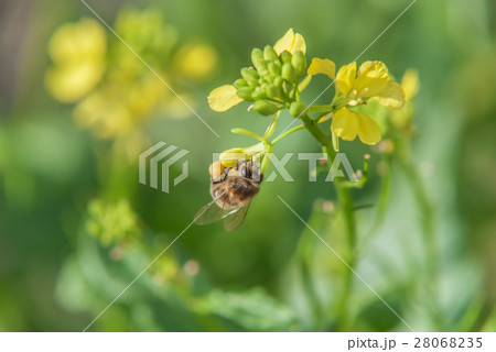 Honey bee on rape flower 28068235