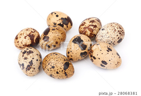 quail eggs isolated 28068381