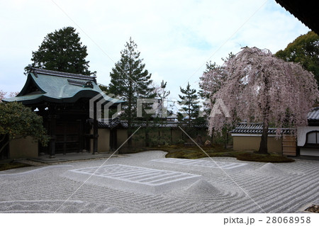 高台寺の桜 高台寺の桜 28068958