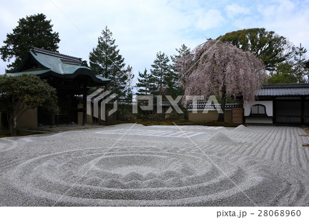 高台寺の桜 高台寺の桜 28068960