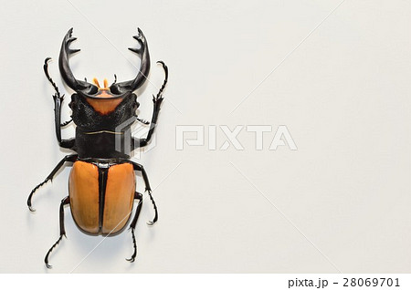 ラコダールツヤクワガタ　白背景 28069701