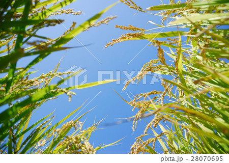 Nature stock images Nature stock images 28070695