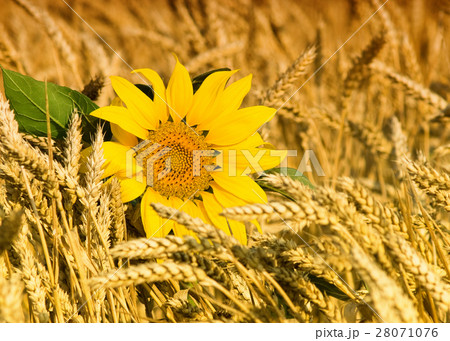 Nature stock images 28071076