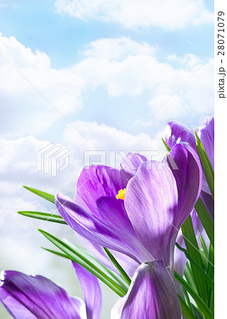 Nature stock images Nature stock images 28071079