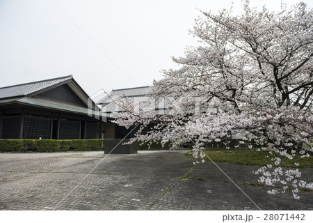 名古屋城の桜 28071442
