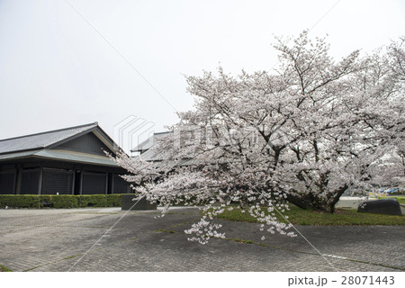 名古屋城の桜 名古屋城の桜 28071443