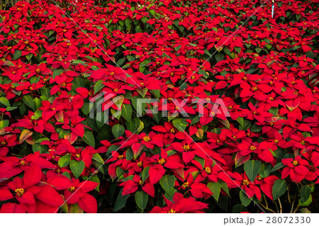 Christmas star or Poinesettia in the garden. 28072330
