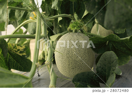 Melon fruit on tree in hydroponics farm. Melon fruit on tree in hydroponics farm. 28072480