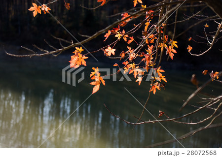 Beautiful Autumn forest landscape  28072568