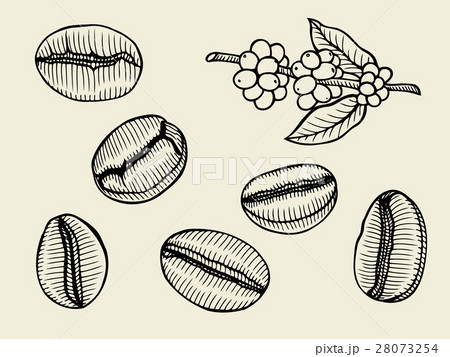 Coffee branch. Plant with leaf Coffee branch. Plant with leaf 28073254