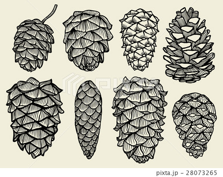 Pine cones of cedar spruce fir christmas tree 28073265