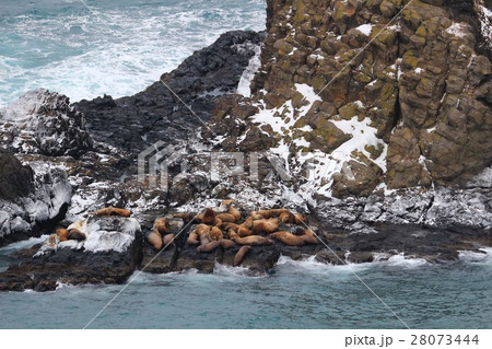 トド岩にトドさんがいっぱい トド岩にトドさんがいっぱい 28073444