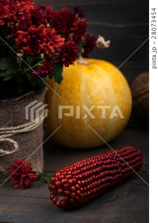 Pot of red chrysanthemum flowers 28073454