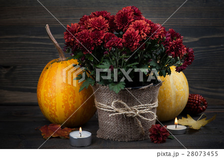 Pot of red chrysanthemum flowers 28073455