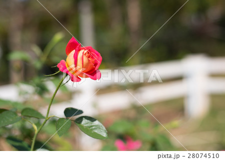 Double delight rose 28074510