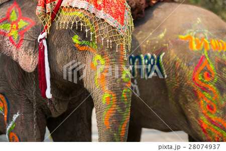 Close up of colorful painted elephant head 28074937
