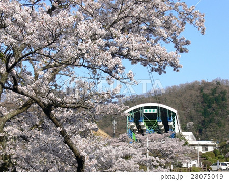 満開の桜と別府高原駅 28075049
