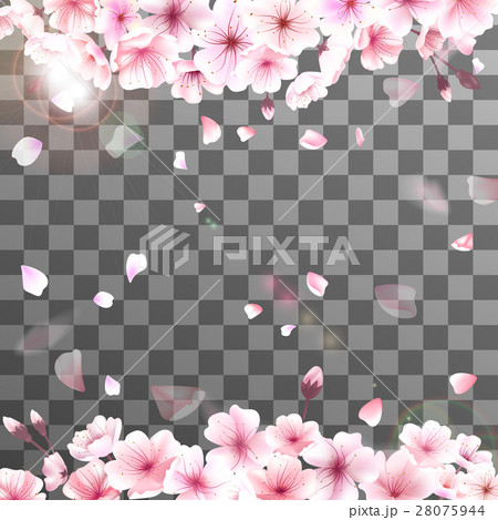 Blooming cherry. Spring background. Falling sakura 28075944