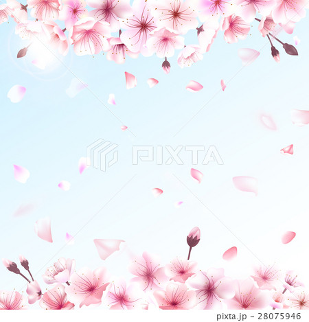 Blooming cherry. Spring background. Falling sakura Blooming cherry. Spring background. Falling sakura 28075946