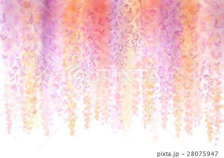 Spring background with blooming wisteria Spring background with blooming wisteria 28075947