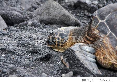 Sea Turtle at the Beach, Hawaii, USA Sea Turtle at the Beach, Hawaii, USA 28077311