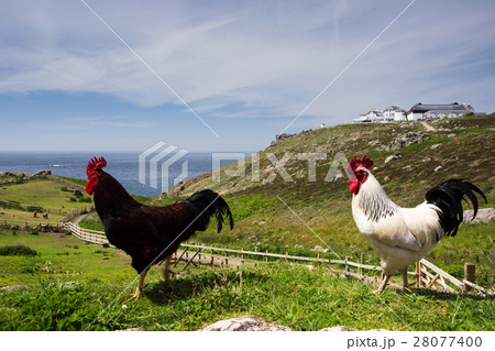 Chicken in Cornwall Chicken in Cornwall 28077400