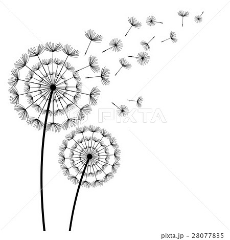 Black dandelions with flying fluff over white. 28077835