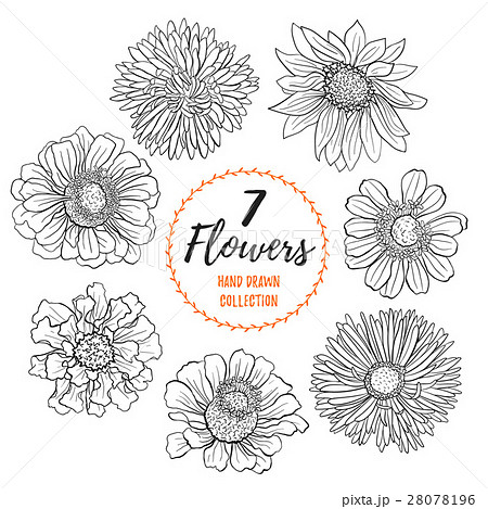 Hand Drawn Flowers Collectionのイラスト素材
