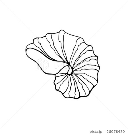 Sea shell icon 28078420