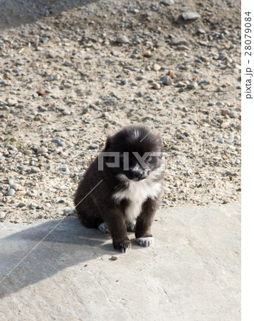 Very cute black puppies. Very cute black puppies. 28079084