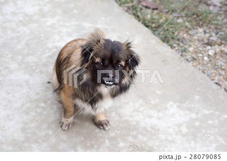 Red-haired with black dog 28079085