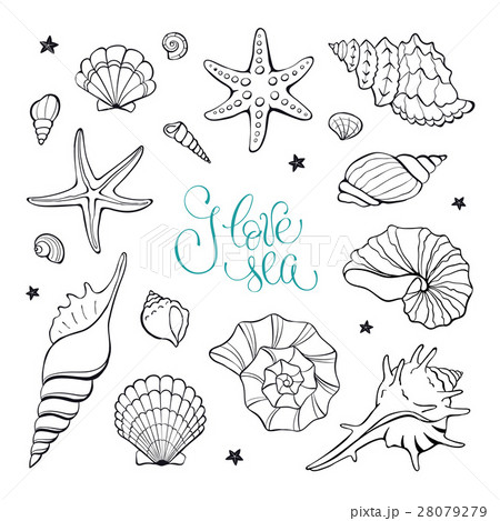 Sea shells collection 28079279