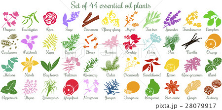 Big set of 44 essential oil plants. flat style 28079917