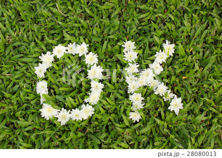 Ok word made from daisy flowers Ok word made from daisy flowers 28080013