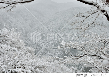 冬の花見 28080402