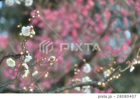 早咲き梅の趣き 早咲き梅の趣き 28080407