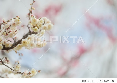 優美な早咲き梅 優美な早咲き梅 28080410